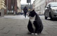 Fat cat becomes city’s top-rated tourist attraction – with purrfect 5-star rating