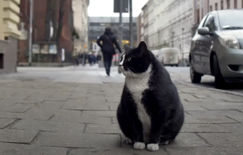 Fat cat becomes city’s top-rated tourist attraction – with purrfect 5-star rating