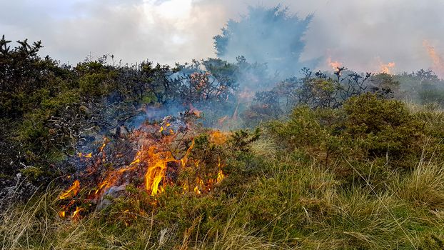 Gorse fires cork kerry