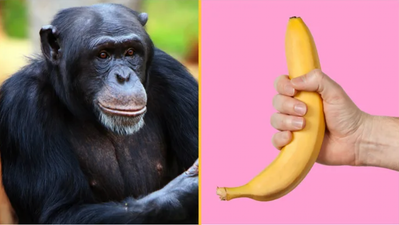 Origins of masturbation date back 40 million years, according to new research