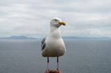 Irish town holds public meeting over massive seagull problem