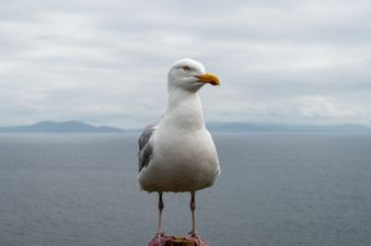 Irish town holds public meeting over massive seagull problem
