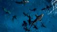 Netflix film crew attacked by sharks during Our Planet II shoot