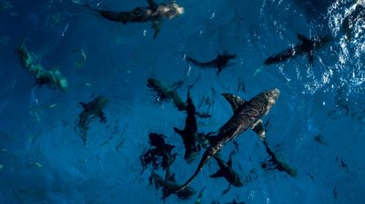 Netflix film crew attacked by sharks during Our Planet II shoot