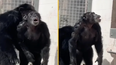 Heartwarming footage shows moment chimp gazes in awe at open sky