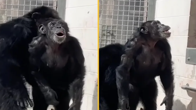 Heartwarming footage shows moment chimp gazes in awe at open sky