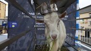 Puck Fair goat to spend less time on stand following welfare complaints