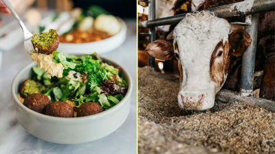 Vegan diet massively reduces environmental damage, study confirms