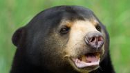 Chinese zoo denies that its bears are actually humans in costume
