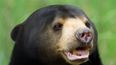 Chinese zoo denies that its bears are actually humans in costume