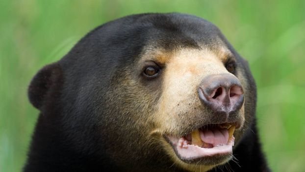 Sun bear zoo main