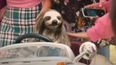 People are losing their minds at trailer for killer sloth horror film