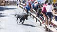 Irish man seriously injured after being gored during bull run in Spain