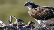 Bird of prey breeding in Ireland for the first time in 200 years