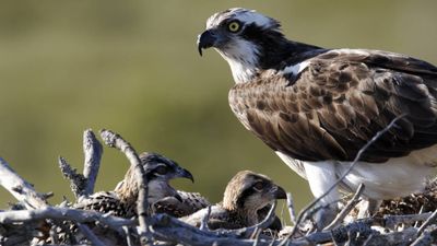 Bird of prey breeding in Ireland for the first time in 200 years