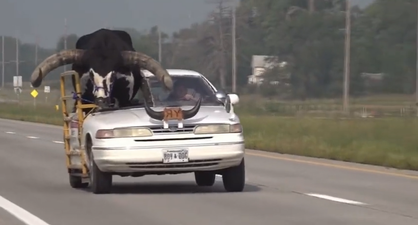 Man pulled over for riding with bull in modified passenger seat