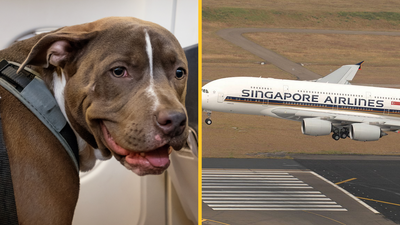 Couple demand refund for being sat next to ‘snorting, farting’ dog on flight