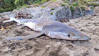Researchers called after shark washes up on Cork beach with ‘no clear cause of death’