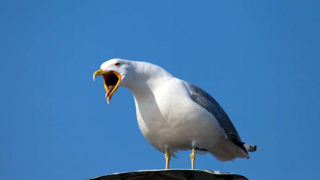 seagulls