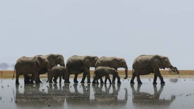 Viewers struggle to get through first trailer for Planet Earth III