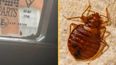 Bed bugs spotted in another UK city as worries of infestation grow
