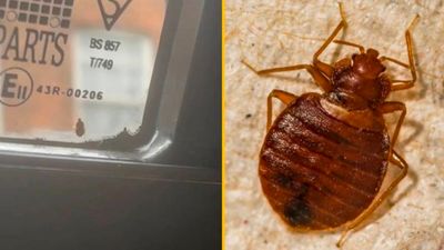 Bed bugs spotted in another UK city as worries of infestation grow