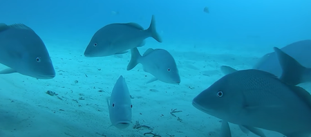People ‘terrified’ after GoPro under cruise ship shows what’s underneath