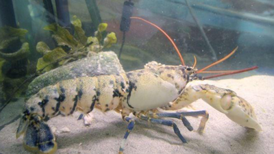 Mystery surrounds rare albino lobster going through colour change