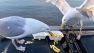 Former politician thinks seagulls need contraception to stop “curse” on town