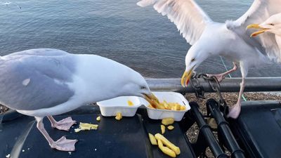 Former politician thinks seagulls need contraception to stop “curse” on town