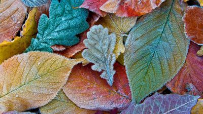 Met Éireann predicts frost on the way very soon following mixed forecast