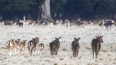 Met Éireann drops Status Yellow warning for eight counties as cold snap continues