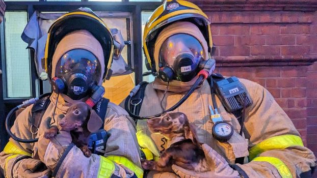 Dublin fire brigade pup