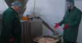 People left sickened after learning how vegan sausages are produced