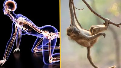 Scientists discover why humans no longer have tails