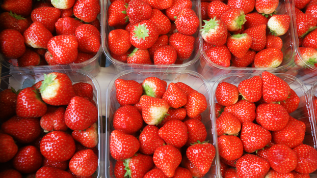 Mouse Irish food safety report