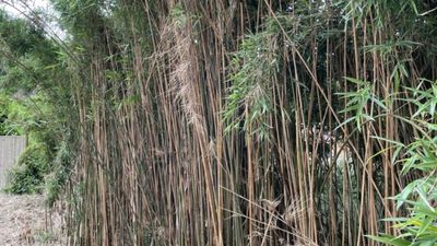 Woman immediately pulls out of buying first home after spotting ‘huge red flag’ in garden
