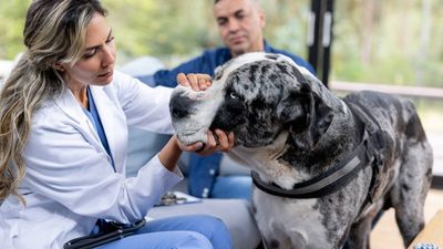 Vet’s heartbreaking plea to owners putting pets to sleep