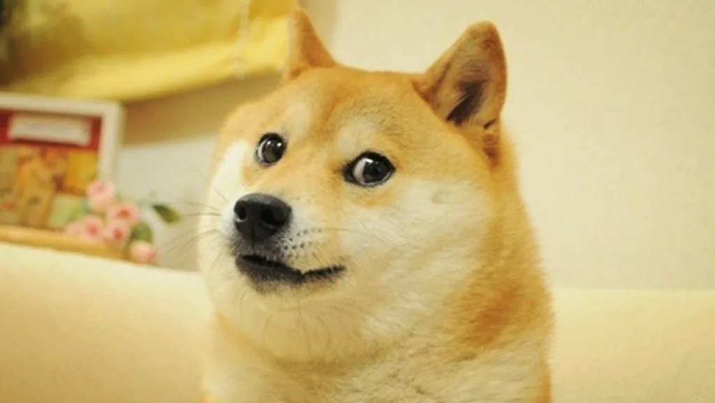 Doge meme dog, Kabosu, has died aged 18