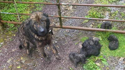 Dog rescued after being tied up and abandoned with seven puppies