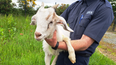 Baby goat rescued from Donegal castle tower after being trapped for three days