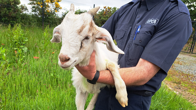 Baby goat rescued from Donegal castle tower after being trapped for three days