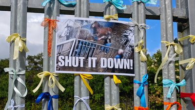 Horse abattoir at centre of ‘sickening’ RTÉ documentary shut down following protests