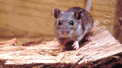 Vote counters in Mayo warned of suspected mouse in ballot box