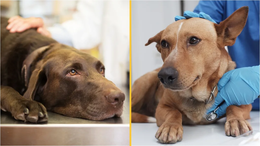 Vet’s heartbreaking plea to owners putting pets to sleep