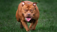 XL bully dogs set to be banned in Ireland