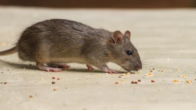 Dublin crèche issued closure order for ‘widespread rodent infestation’
