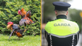 Gardaí discover 15 dead roosters after storming illegal cock fighting ring in Monaghan