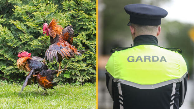 Monaghan cock fighting