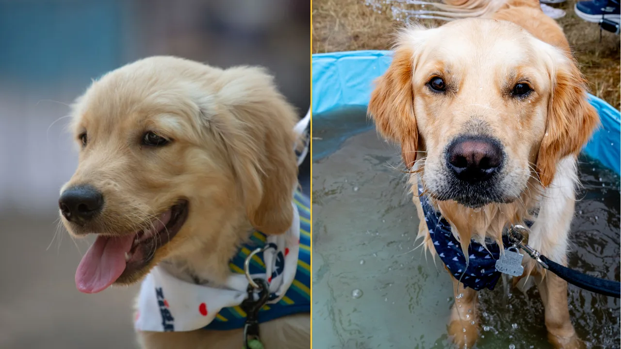 Dogs are entering a new stage of evolution, scientists discover